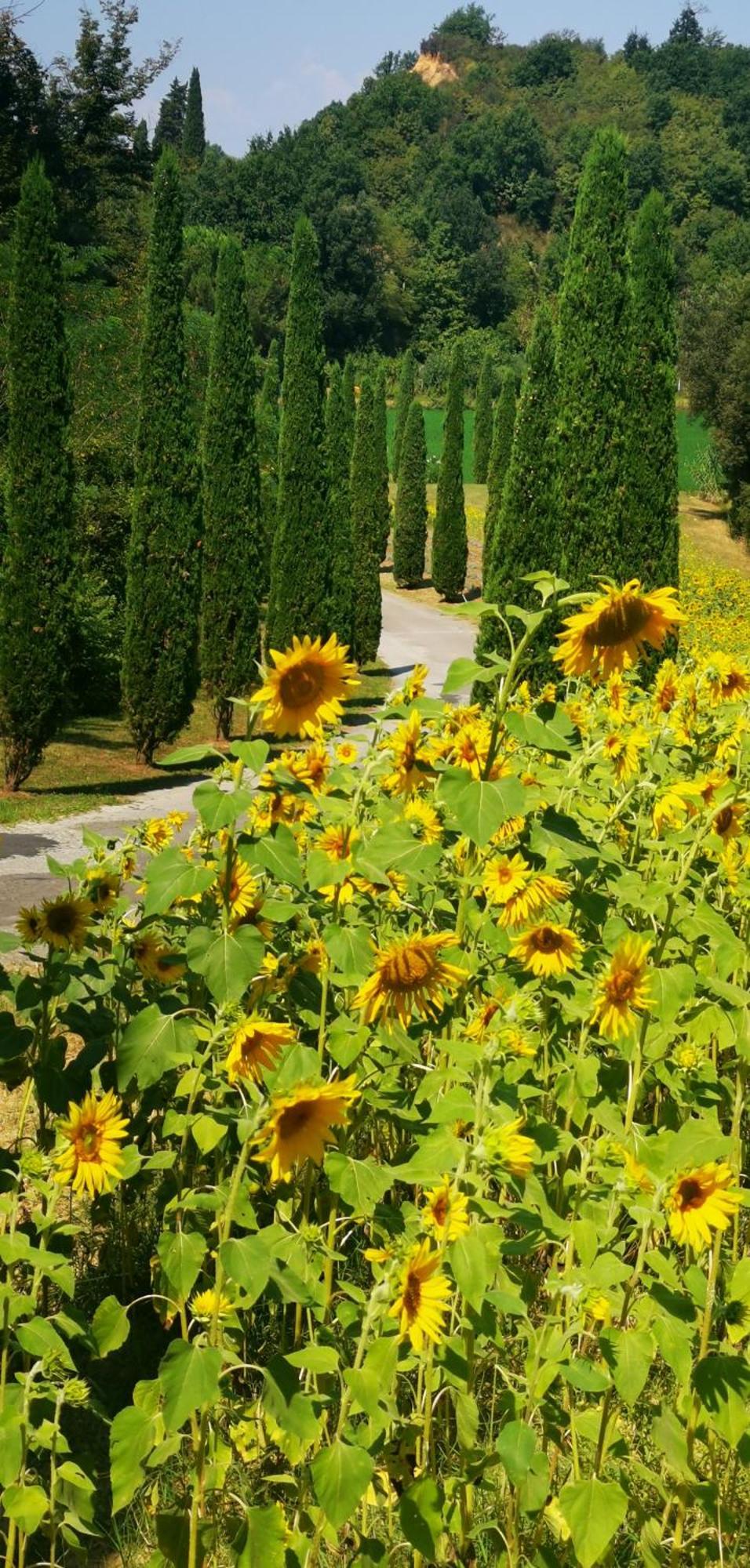 Agriturismo Cascina Cipressa San Romano  Eksteriør billede