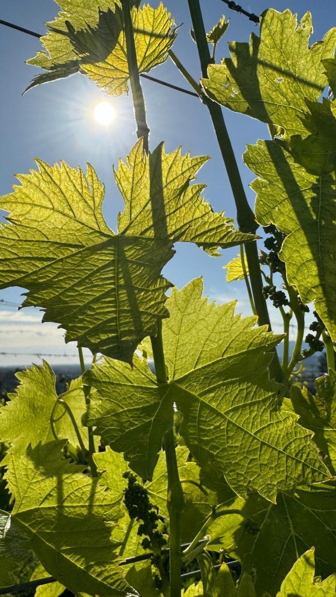 Agriturismo Cascina Cipressa San Romano  Eksteriør billede