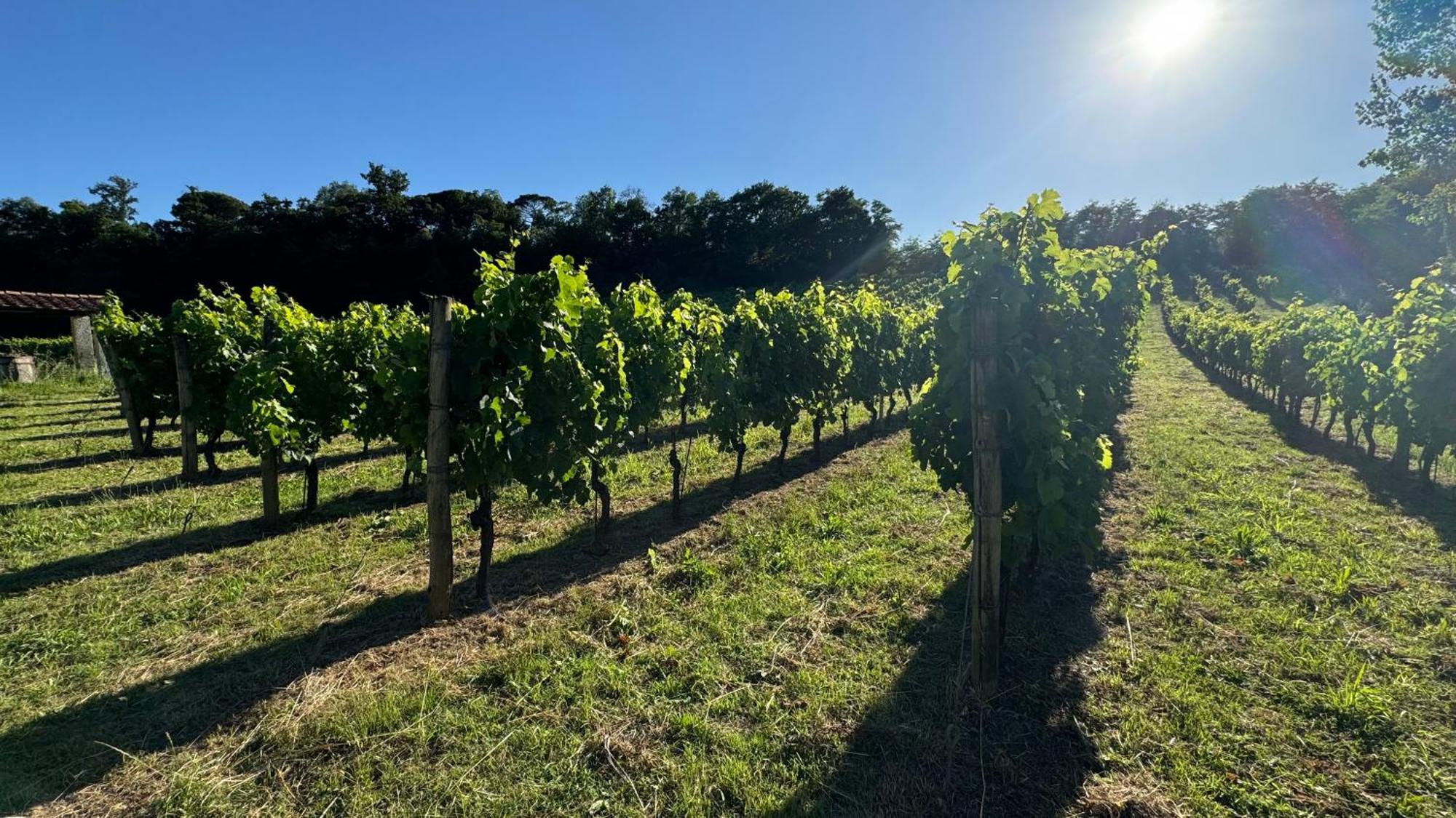 Agriturismo Cascina Cipressa San Romano  Eksteriør billede